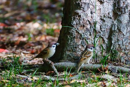 微笑ましいスズメの姿