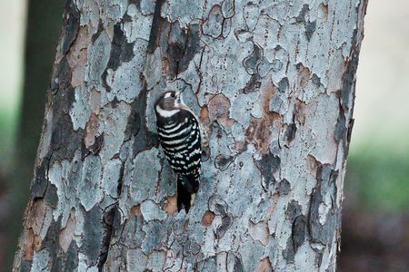 魅力的なコゲラ
