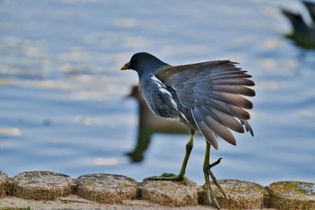 羽を広げるバン