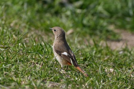 草地を歩くジョビ子