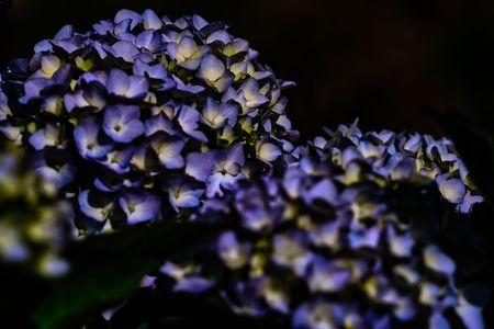 ファンタスティックな紫陽花