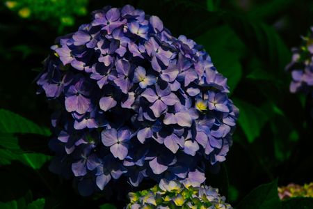 洒落た紫陽花