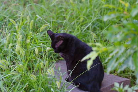 草むらでしょんぼりしている黒猫ちゃん