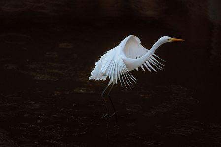 軽やかに飛んでいくダイサギ