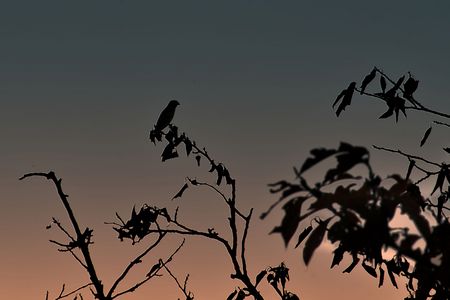 夕空に孤高のスズメ