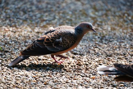 近くに来たキジバト