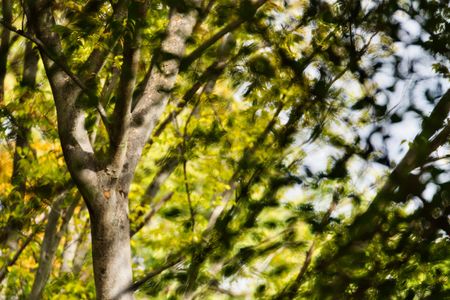 風による幻想的な木々