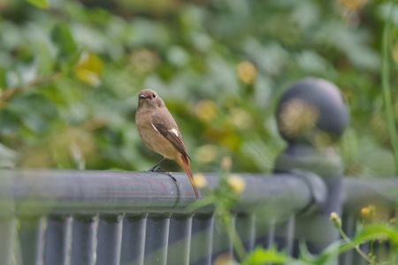 風が吹く中で柵に留まるジョビ子