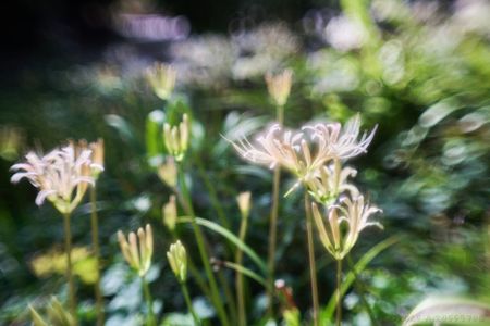 京都府立植物園にて