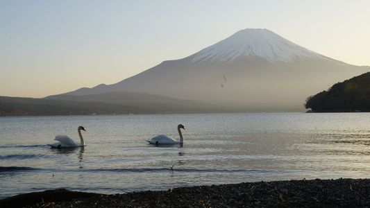 白鳥と富士山