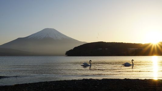 白鳥と湖と富士山