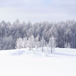 厳冬の木々
