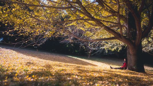 Under the autumn sun 〜 秋の太陽の下で