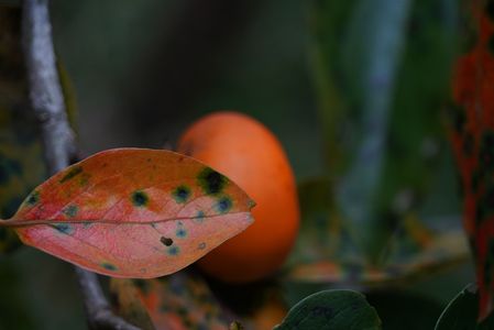 柿紅葉