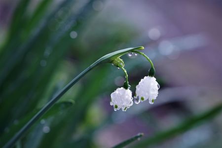 ❀雨上がりの庭の花❀