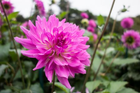 ダリア（その２）