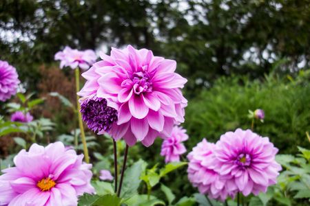 ダリア（その３）