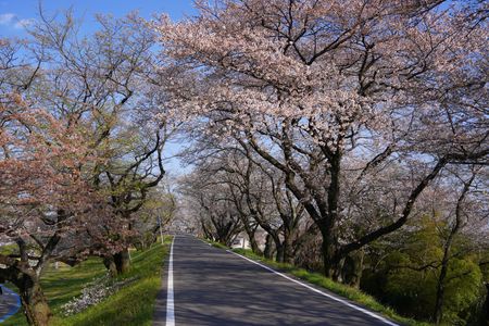 桜の道を歩いて