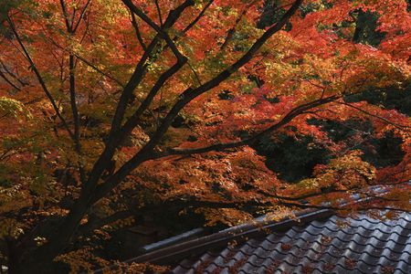 京都、寺院の紅葉