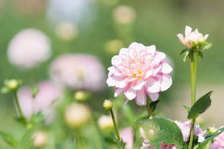 ダリアと秋の一日