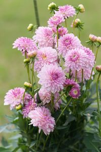 ダリア　華麗なる花たち