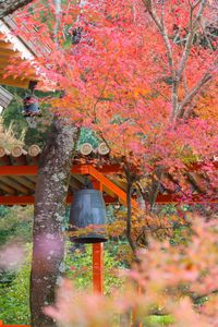 梵鐘と紅葉