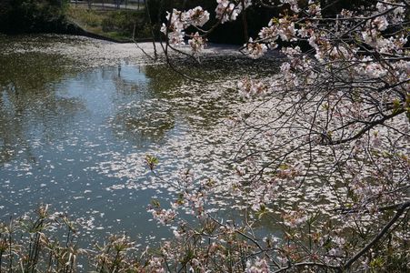 今年の桜も散り始めました。
