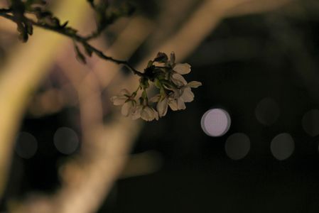 平等院鳳凰堂のライトアップに浮かぶ桜