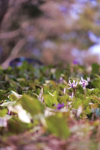 春の妖精#フラワー2025#