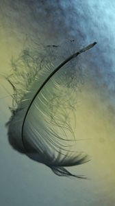 Feather in Water