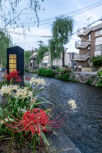 しらかわ沿いの彼岸花