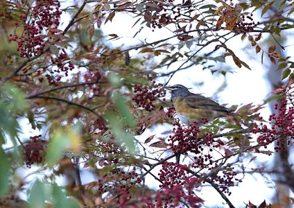 ナナカマドの実。