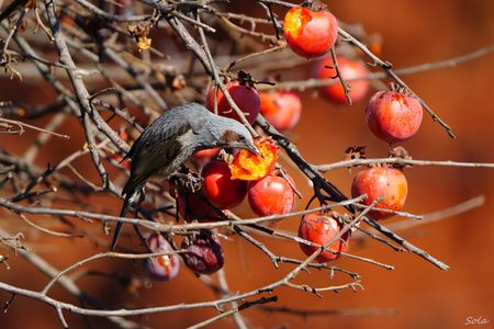 大好物の柿は美味し