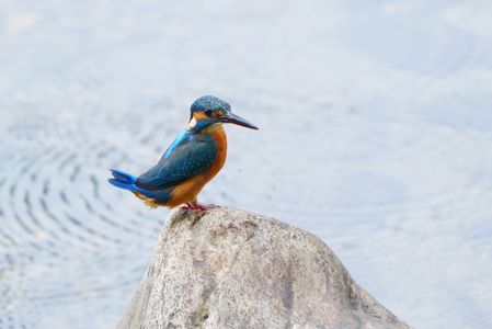 カワセミさん、ハイポーズ！