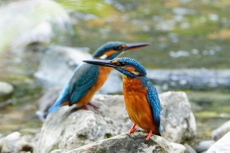 カワセミさんの威嚇