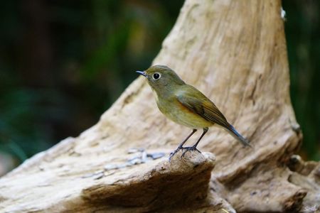 今季初撮りのルリビタキさん♀