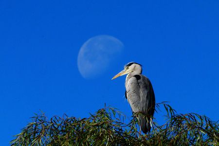 月齢19.6とアオサギさんのコラボ