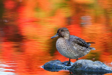 秋色に包まれたカモたち