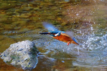 カワセミさんの着地（その1）