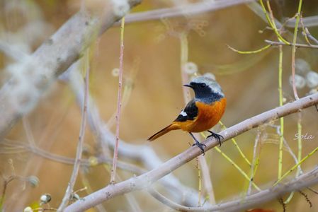 今季初撮りのジョビ男さん