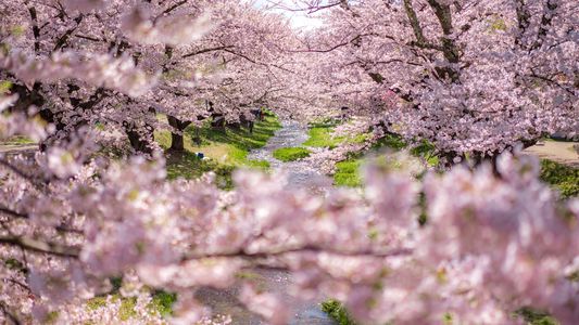 福島県　観音寺川の満開桜