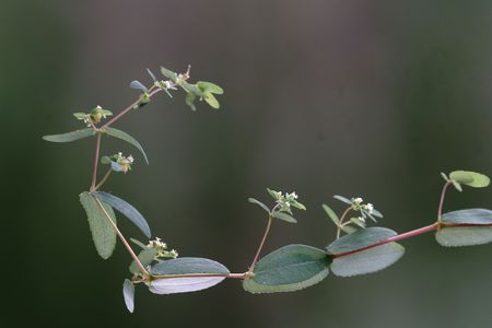 雑草だけどニシキソウ（錦草）