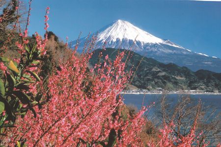 赤い花と白い富士山