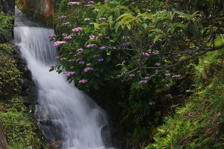 滝と紫陽花