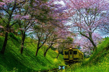いすみ小湊鉄道の春　2017