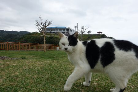 冬の沖縄、知念岬の猫にほっこり気分