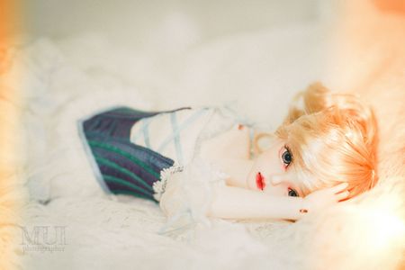 Leucanthemum paldosum