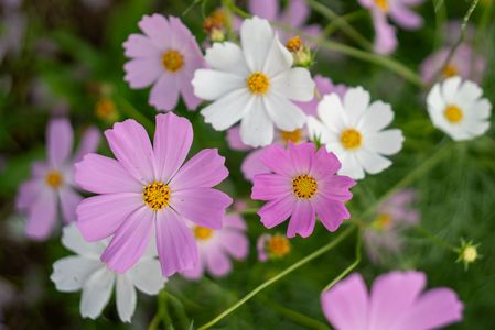 今秋曇り多し　秋桜見ごろ長し