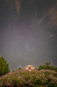 今年のオリオンとコスモス