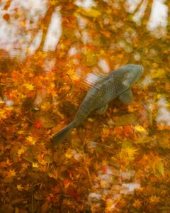 秋の公園とオールドレンズ